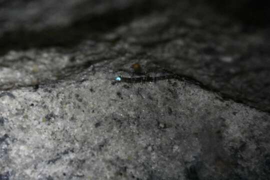 Image of Arachnocampa richardsae Harrison 1966