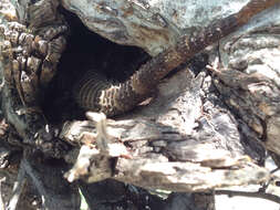 Image of Cape Spinytail Iguana