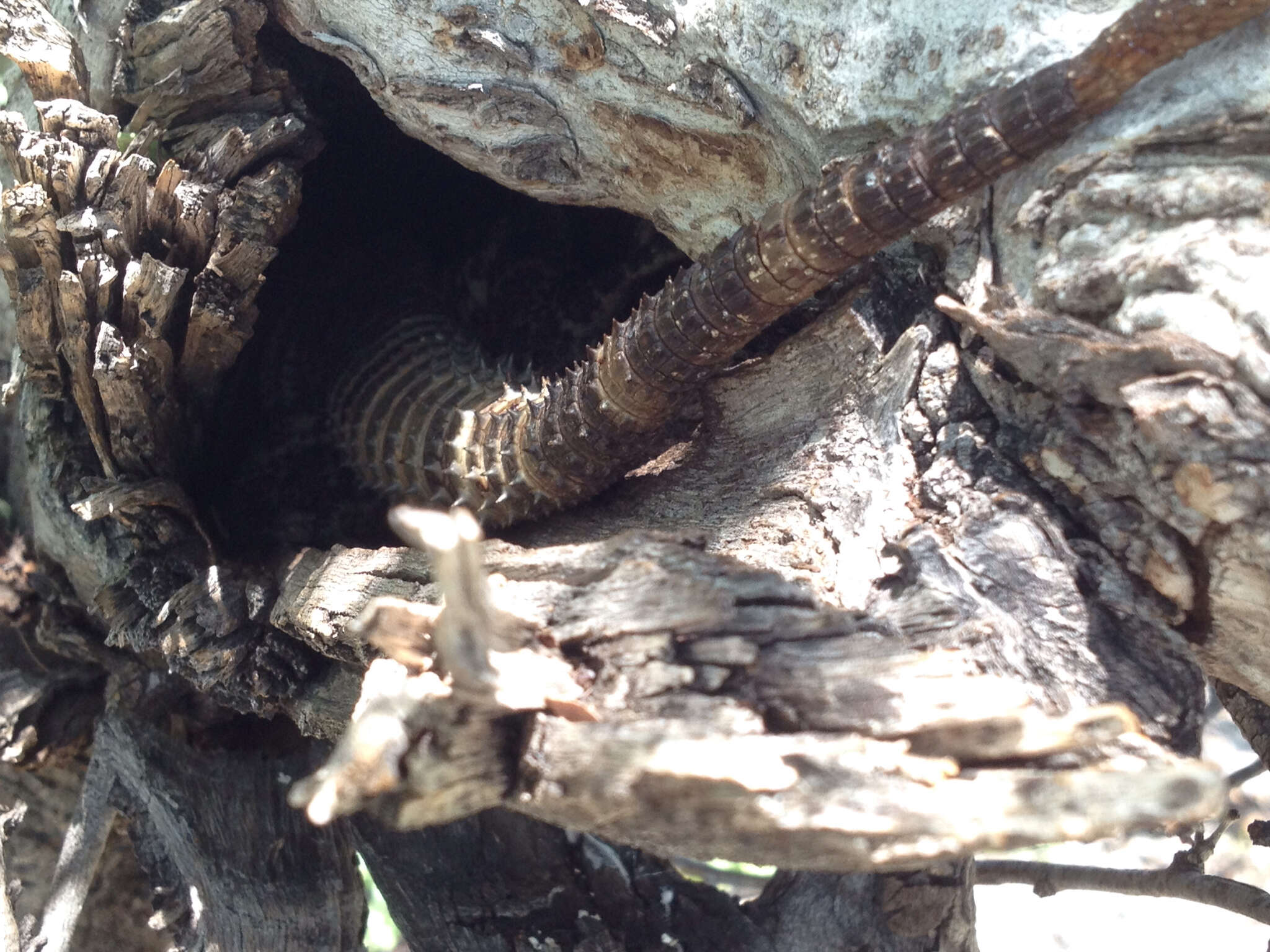 Image of Cape Spinytail Iguana