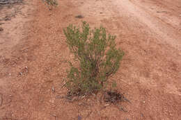 صورة Eremophila glabra (R. Br.) Ostenf.