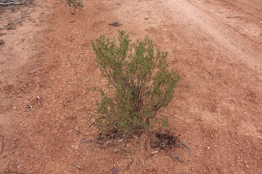 Image of Eremophila glabra (R. Br.) Ostenf.