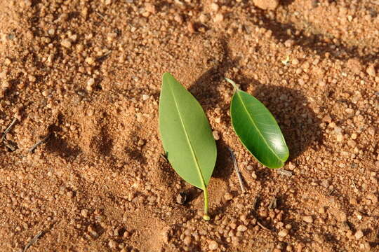 Image of Transvaal red milkwood