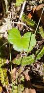 Image of Hydrocotyle microphylla A. Cunn.