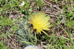 Image of Cactus