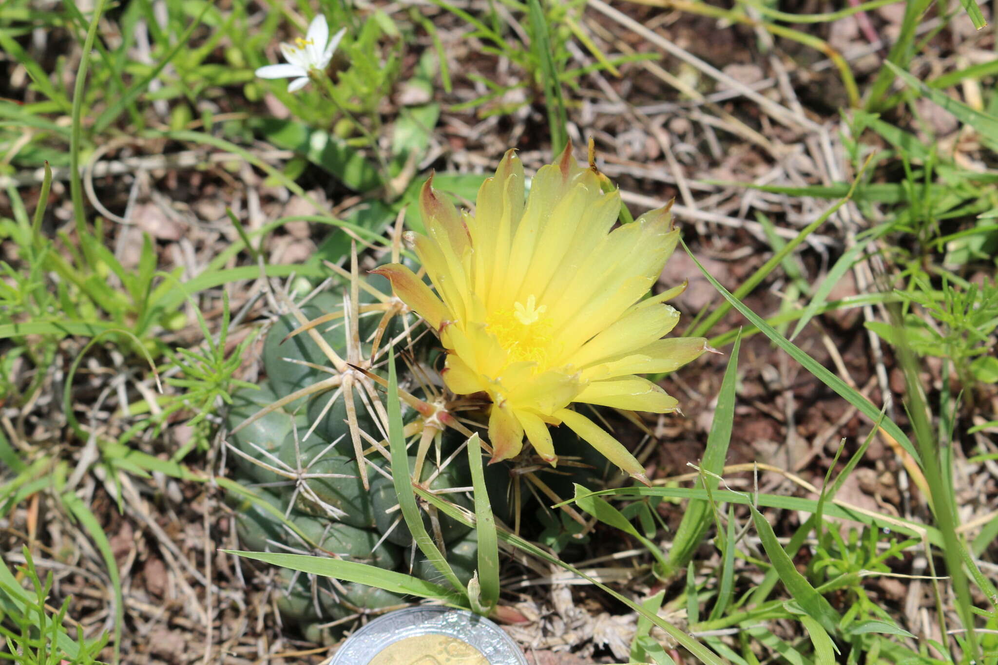 Image of Cactus