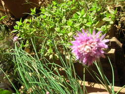 Image of wild chives