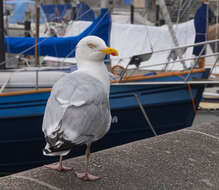 Image of European Herring Gull