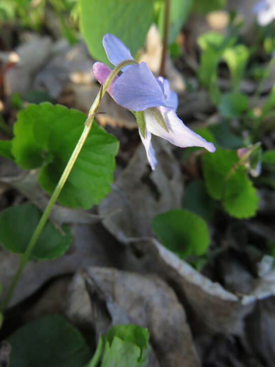 Image of alpine violet