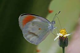 Image of Colotis euippe (Linnaeus 1758)