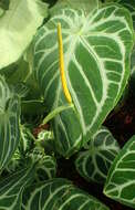 Imagem de Anthurium crystallinum Linden & André