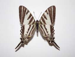 Image of Protographium leosthenes (Doubleday 1846)