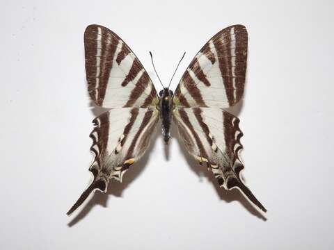 Image de Protographium leosthenes (Doubleday 1846)