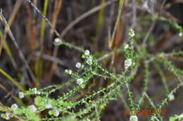 Image of Phylica humilis Sond.