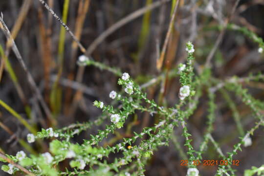 Image of Phylica humilis Sond.