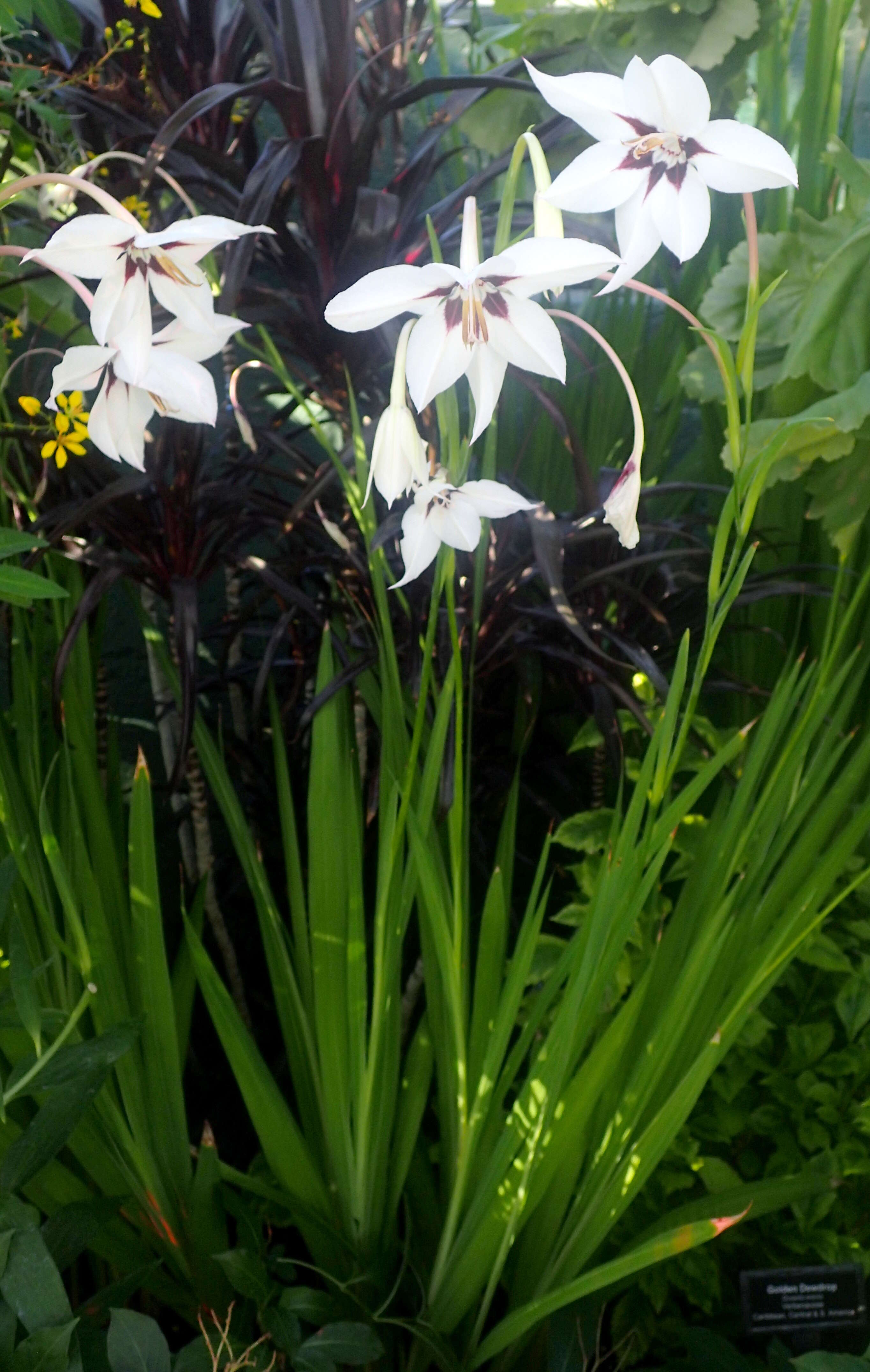 Plancia ëd Gladiolus murielae Kelway