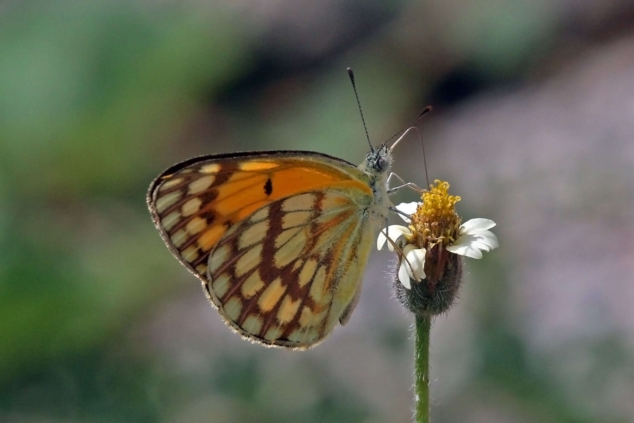 Image of Colotis vesta (Reiche (1850))