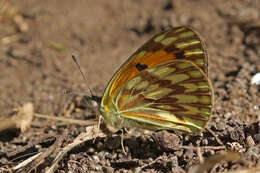 Image of Colotis vesta (Reiche (1850))