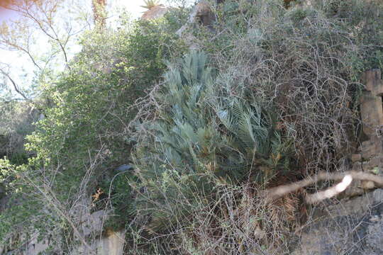 Image de Encephalartos lehmannii Lehm.