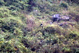 Image of Delacour's Langur