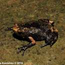 Image of Sri Lanka dot frog