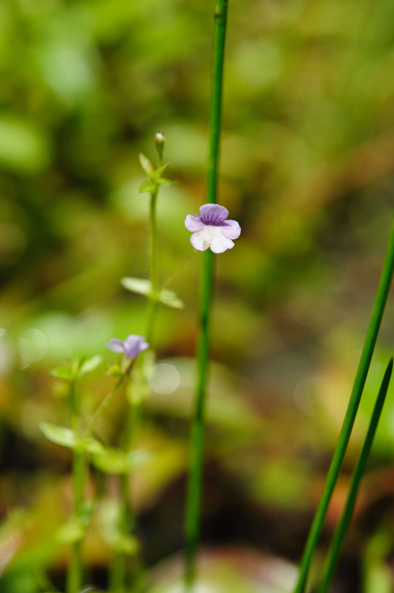 Imagem de Deinostema adenocaulum (Maxim.) T. Yamaz.