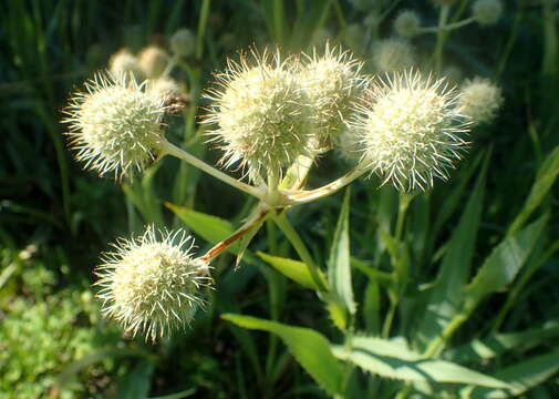 Image of button eryngo