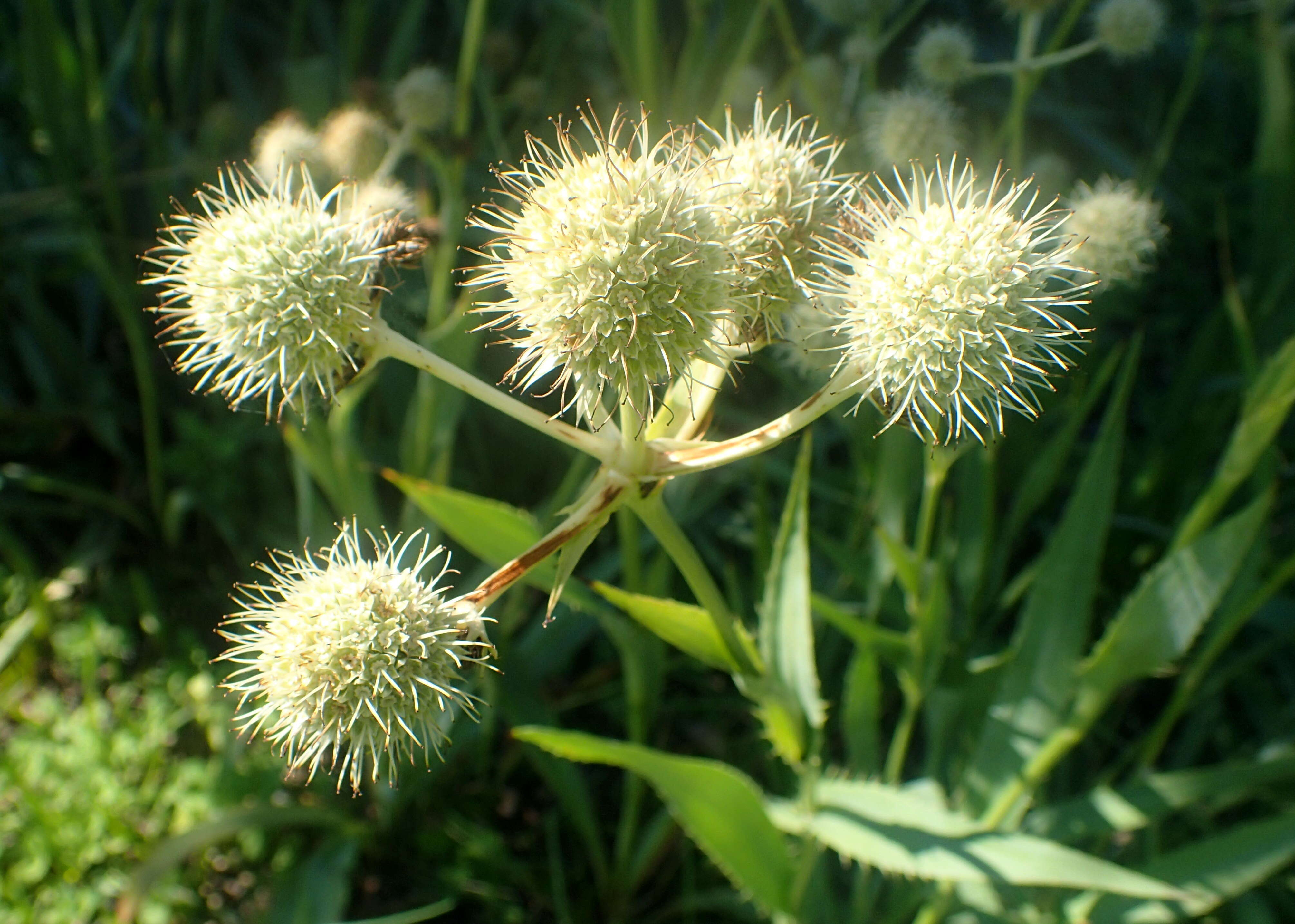 Imagem de Eryngium yuccifolium Michx.