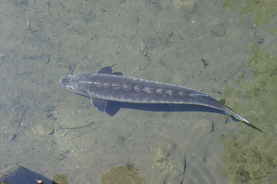 Image of Shortnose Sturgeon