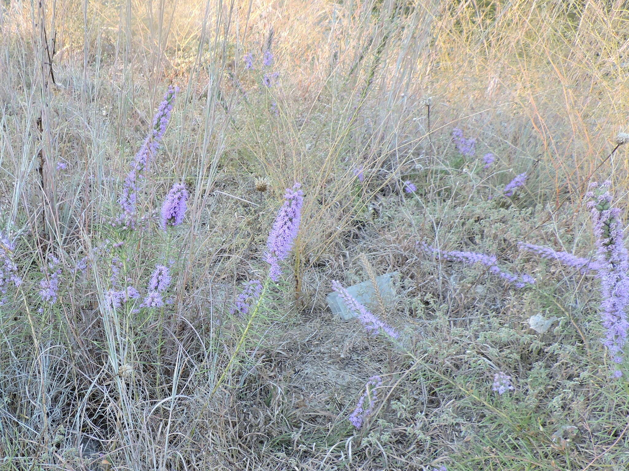 Слика од Liatris punctata var. mucronata (DC.) B. L. Turner