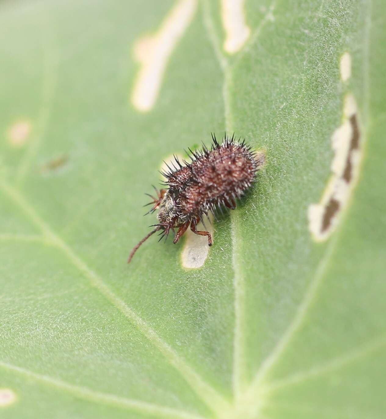 Dicladispa (Dicladispa) pallescens (Guérin-Méneville 1841) resmi