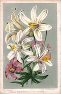 Image of Washington lily