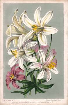 Image of Washington lily