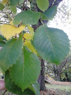 Image of Dutch elm