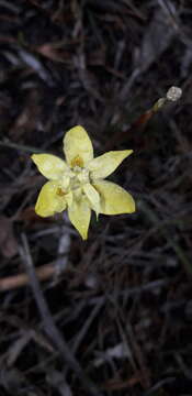 Moraea bituminosa (L. fil.) Ker Gawl. resmi