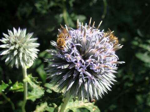 Image of Echinops bannaticus Rochel ex Schrad.