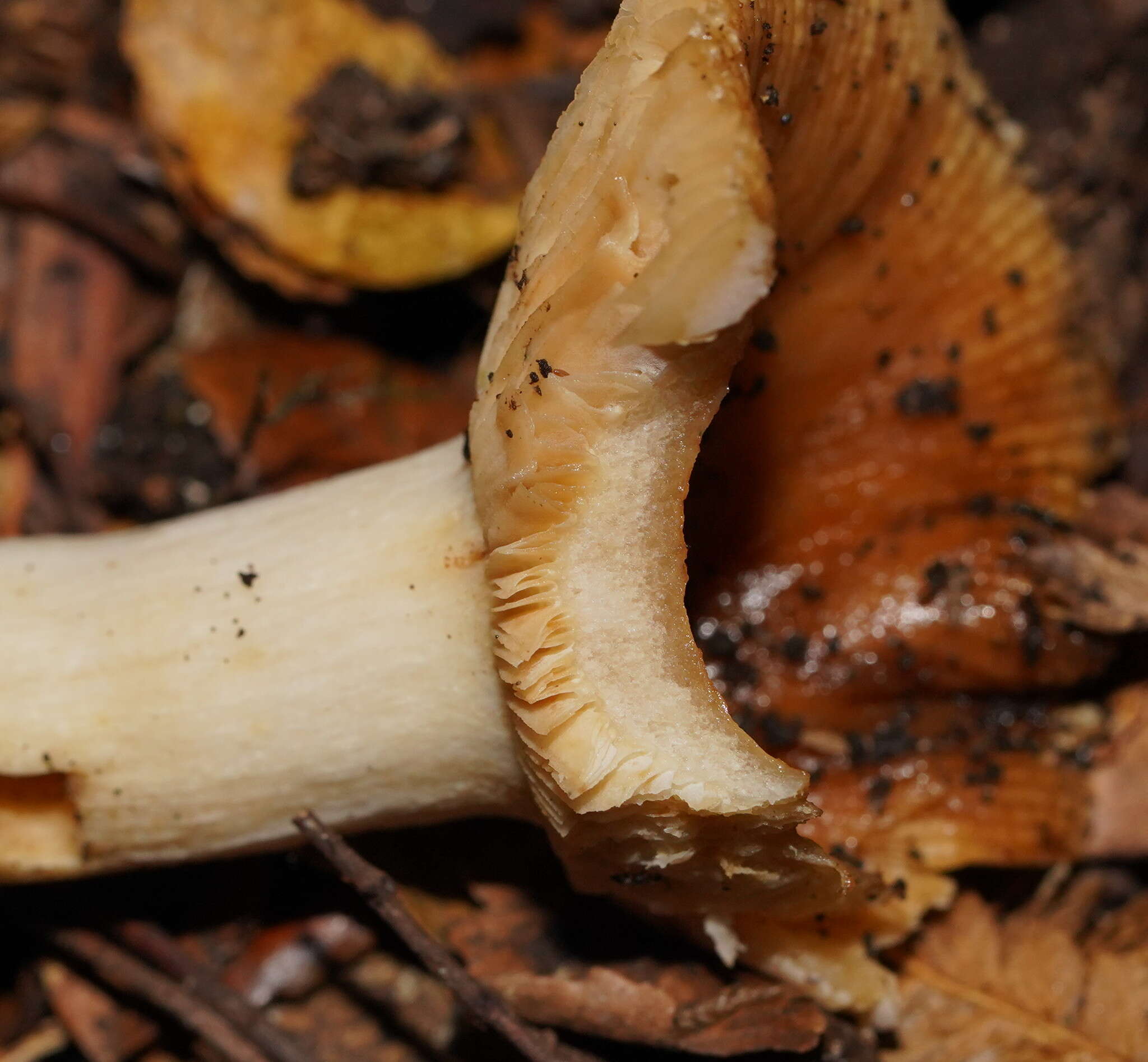 Image of Russula neerimea Grgur. 1997