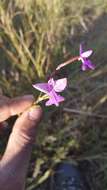 Image of Cynorkis purpurea (Thouars) Kraenzl.