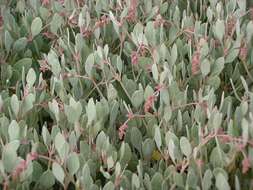 Image of sea-purslane