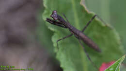 Image of Statilia maculata Thunberg 1784