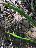 Image of Aquatic Gartersnake