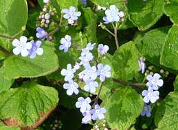 Image of False Forget-Me-Not