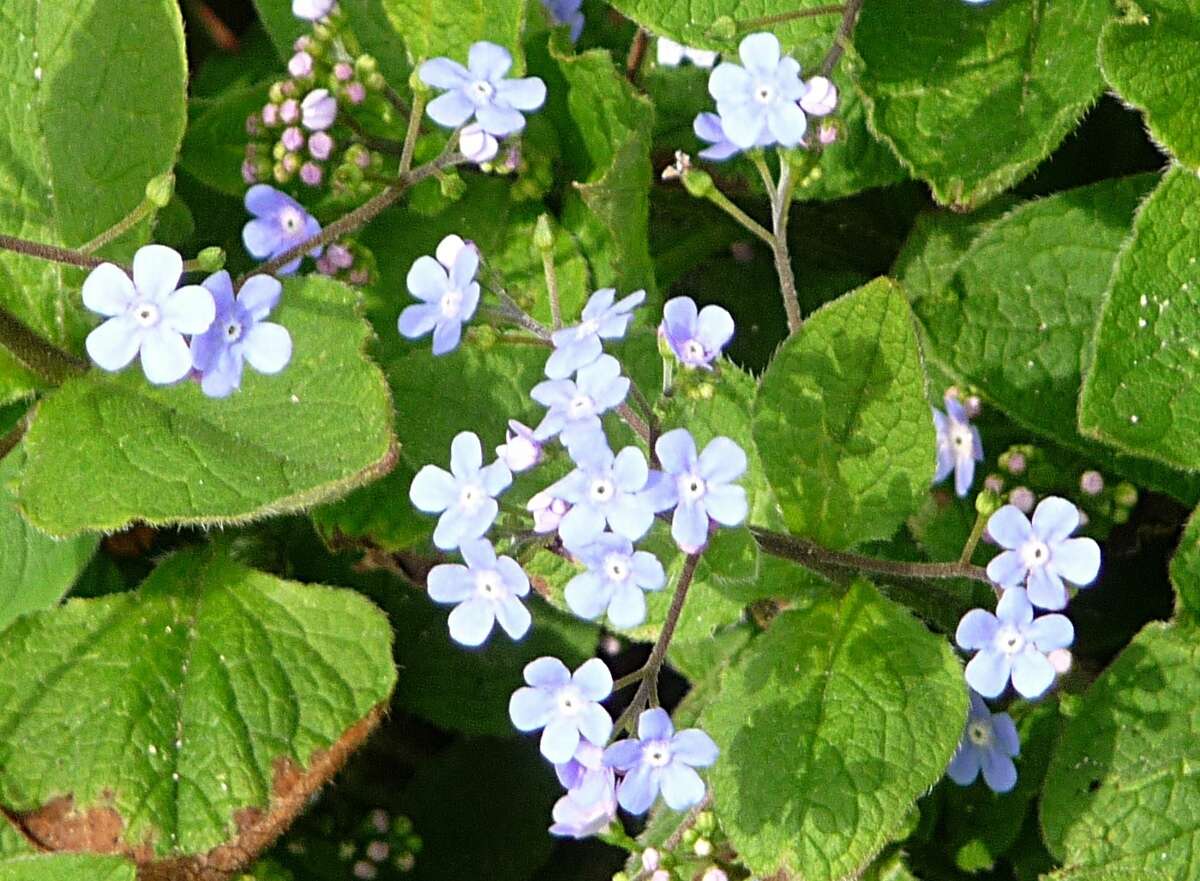 Image of False Forget-Me-Not