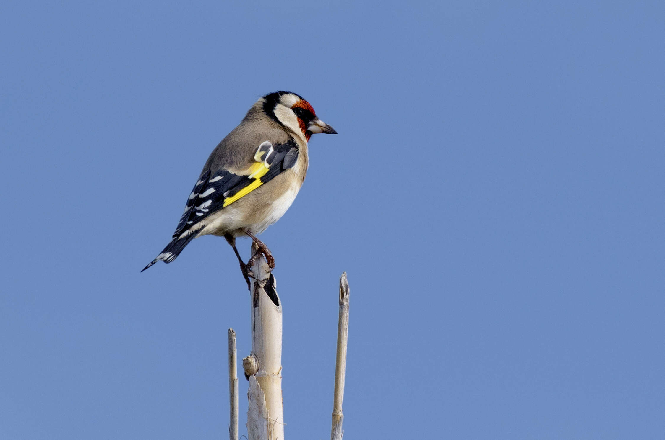 Image of European Goldfinch