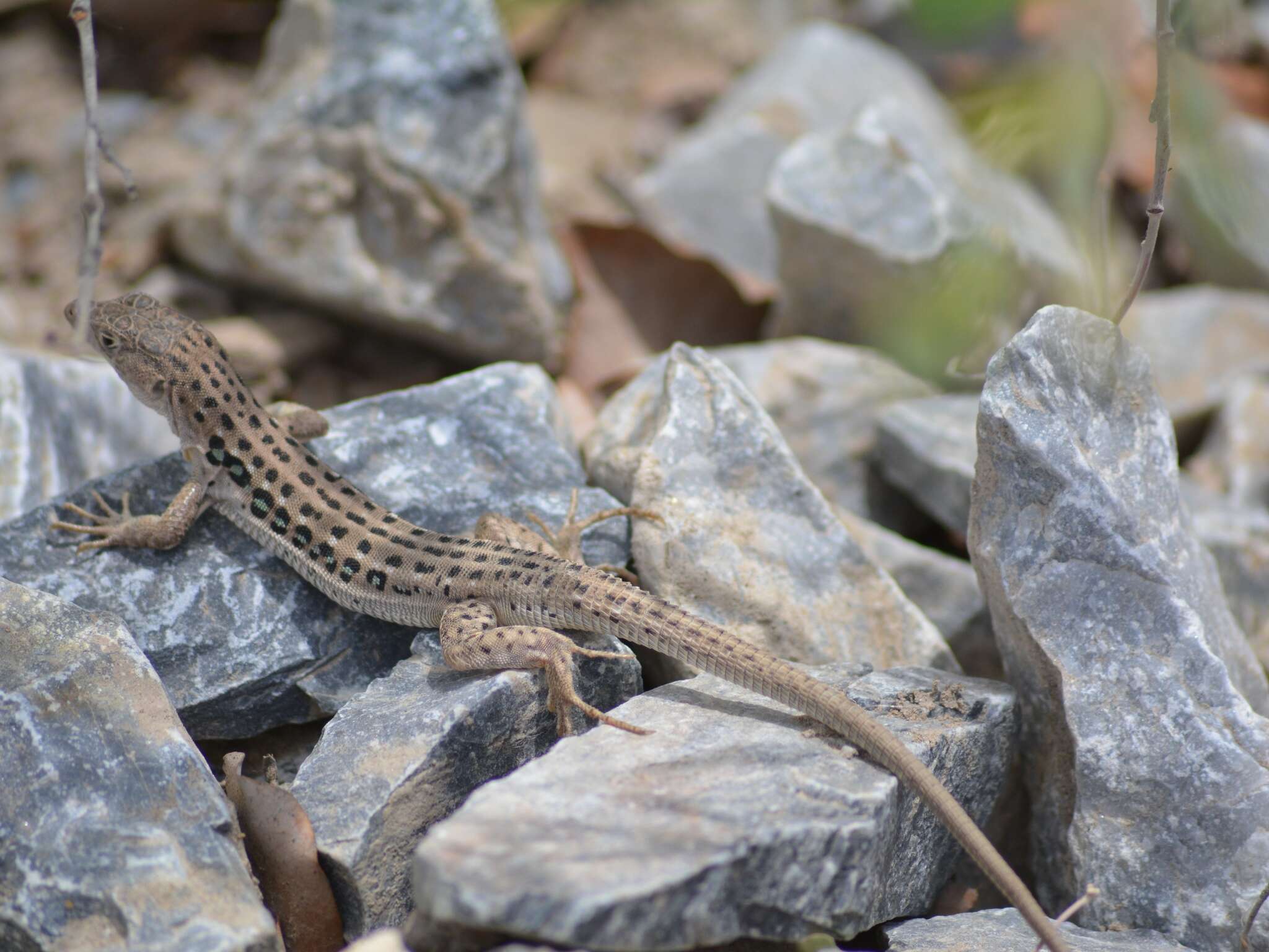 Image of Rapid Racerunner