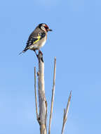 Image of European Goldfinch