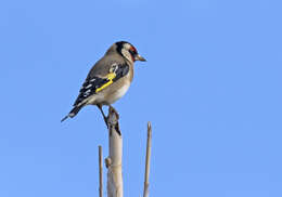 Image of European Goldfinch