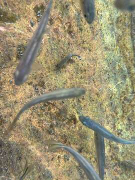 Image of Comanche Springs Pupfish