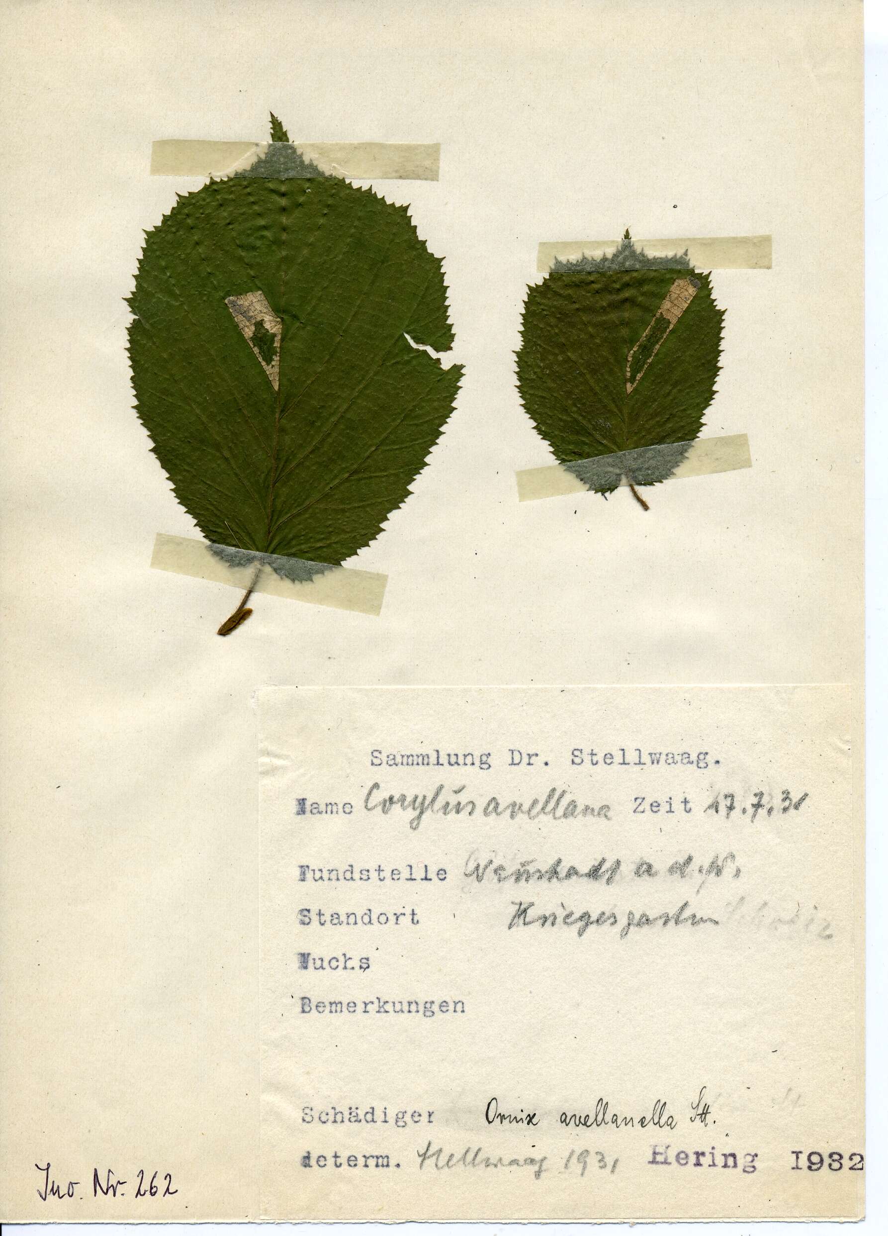Image of Hazel Slender