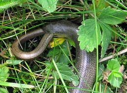 Image of Slow worm