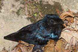 Image of Lesser Racket-tailed Drongo